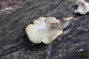 polyporus varius (2) (1000 x 667).jpg_product_product_product_product_product_product_product